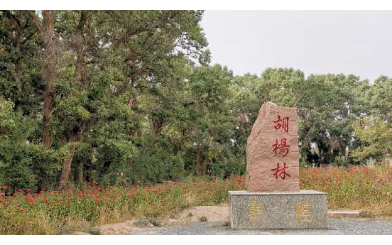 敦煌胡楊林活動(dòng)場地
